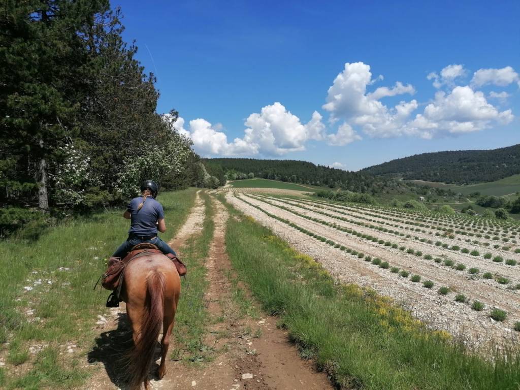 lavandes
pas de redortiers
monts d albion
montagne de lure
cheval
guide
carte
topographie
quarter horse